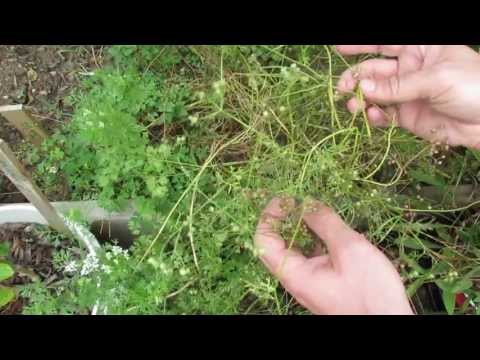 how to harvest herb seeds