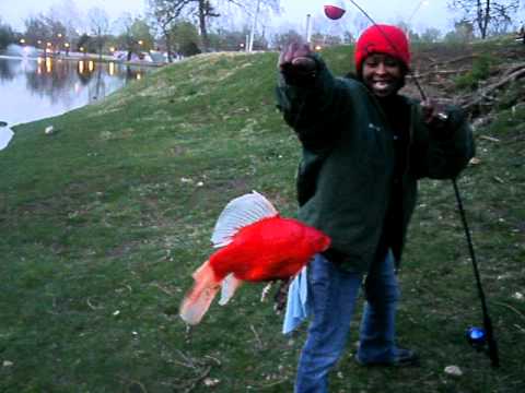 Epic Goldfish