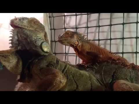 how to treat mbd in iguanas