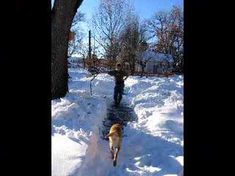 blizzard montage-Fort Collins, CO