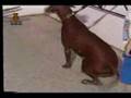 Xoloitzcuintle Tabasco