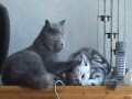 Kitty Love Is in The Air