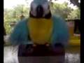 polly wants a cracker