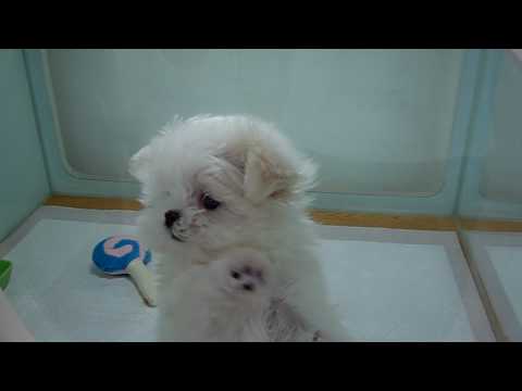 Watch 'Bree the Teacup Maltese Puppy'