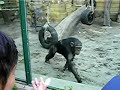 Majmuni Majmuni