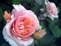 Alain Zaepffel Video - "Hasse - La Danza (Veronique Dietschy, Alain Zaepffel)"