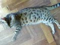 Bengal cat attacks cameraman Bengal cat attacks cameraman