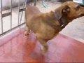 �tila comendo mortadela