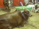 Cattle Market 2008 (Karachi) Part 1
