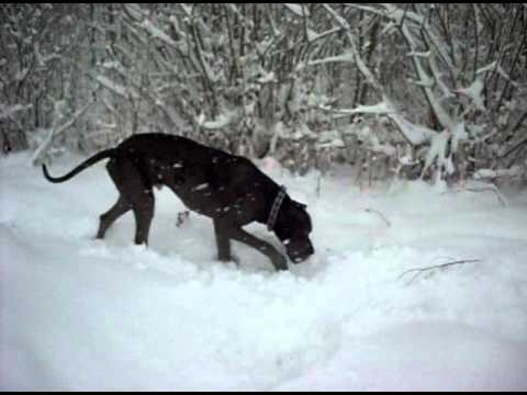dogue allemand