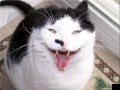 videos de Part 1:Funny Animals