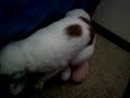 cat humping a bunnyy!