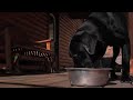 Protecting your Dog in Cold Weather