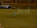 videos de Brad's 9th NADAC Novice Regular Q