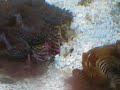 Digging Twin Spot Goby