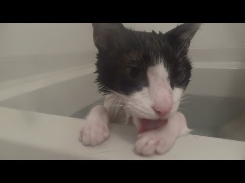 「[ネコ]湯けむりのお風呂の中で、怖がらずにくつろぐ猫。」のイメージ