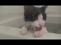 [ネコ]湯けむりのお風呂の中で、怖がらずにくつろぐ猫。のサムネイル