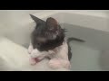 [ネコ]湯けむりのお風呂の中で、怖がらずにくつろぐ猫。のサムネイル2