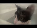 [ネコ]湯けむりのお風呂の中で、怖がらずにくつろぐ猫。のサムネイル3