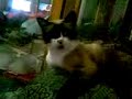 SILVER CUPER 2
