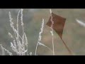 KITE