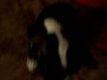 videos de macaroni