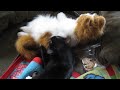 Bella attacks the Fur Real Cat