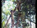BANGLADESH... VILLAGE VILLA, Visit-www.bokthcity.com