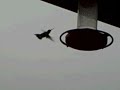 humingbird fights