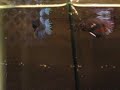betta flaring at each other