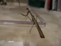 Stagmomantis carolina male