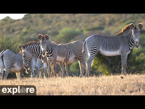 Live-Cam: Wildtiere in Afrika - Wildlife Safari Camera