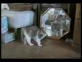 caidas y golpes de gatos