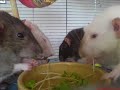 My Gorgeous Ratties xx