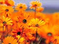 Hong & Larmore - Flower Duet from Lakme - Leo Delibes