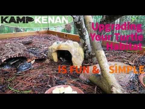 YouTube reptile video