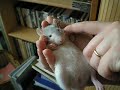 Super calm baby rat Super calm baby rat