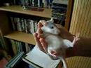Super calm baby rat