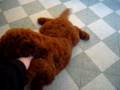 Flairpups4081202.MOV