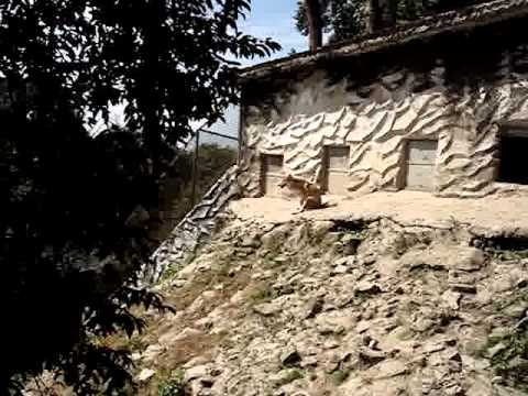 tibetan wolf