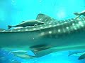 Jinbee Shark in Okinawa Aquarium