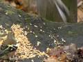 videos de Great Spotted Woodpecker