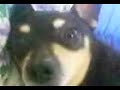 Crying dog(mein hund am weinen) Crying dog(mein hund am weinen)
