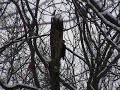 PileatedWoodpecker.avi