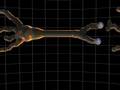 Neural Impulse 3D Animation