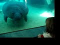 Manatee Squash Manatee Squash