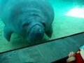 Thumbnail of video Manatí