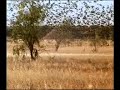 Naturaves - Periquitos 1.avi