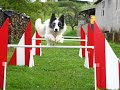 Blue Eyes championnat S�lectif GPF agility border