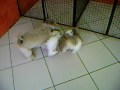Neca e Ziggy